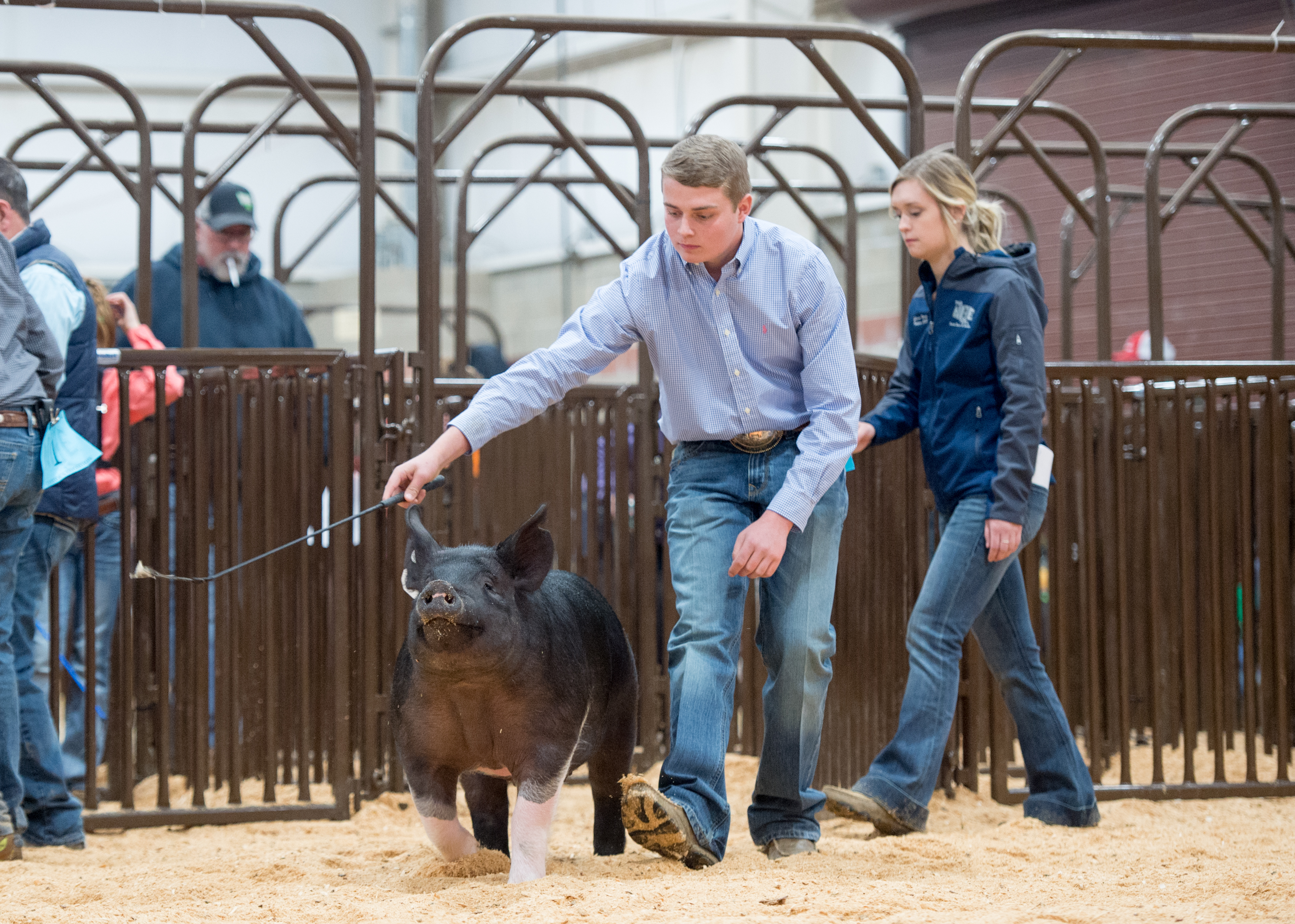 Hog Wild